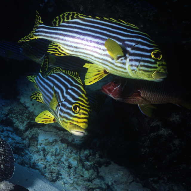 Plectorhinchus vittatus